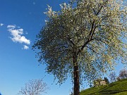 92 Bel ciliegio in fiore